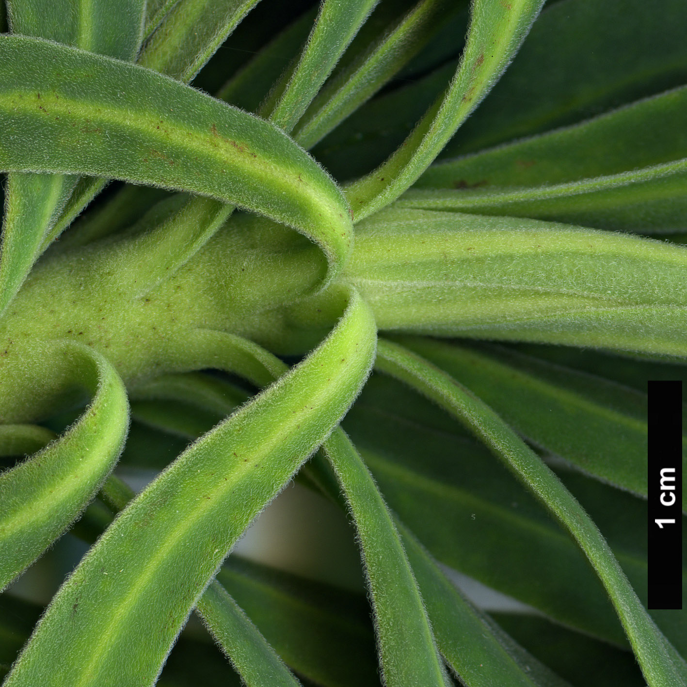 High resolution image: Family: Euphorbiaceae - Genus: Euphorbia - Taxon: characias - SpeciesSub: subsp. wulfenii